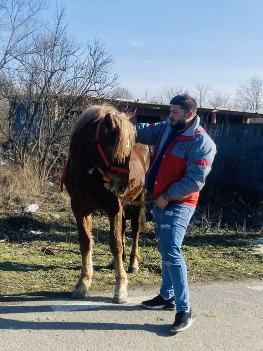 Manza de un an jumate