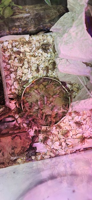 Домовые сверчки живые