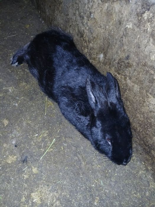 Большая кролчиха.