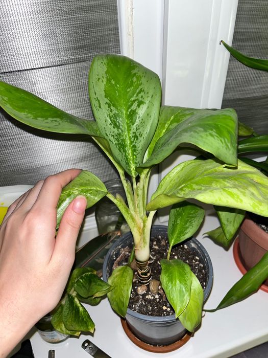 Үй гүлдері көп гүл бар