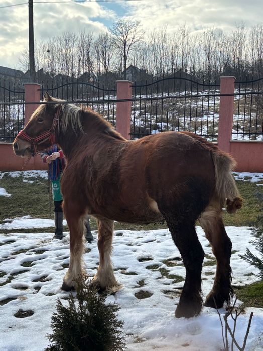 Vând cal! ………… !