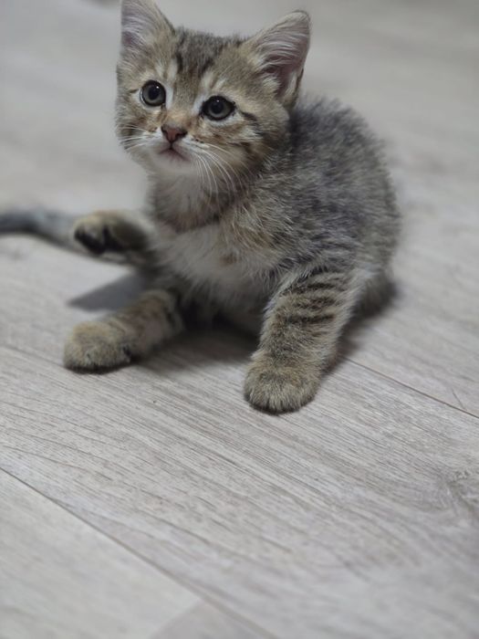 Котёнок девочка, умная, ласковая