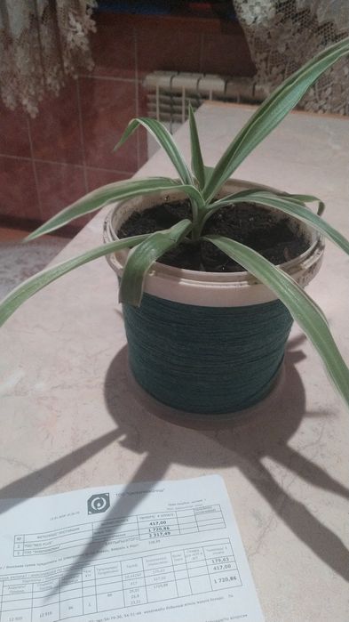 Хлорофитум молодой