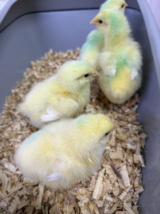 Цыплята кобб 500 5 дней