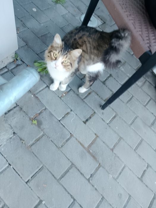 Дългокосмест котарак за осиновяване