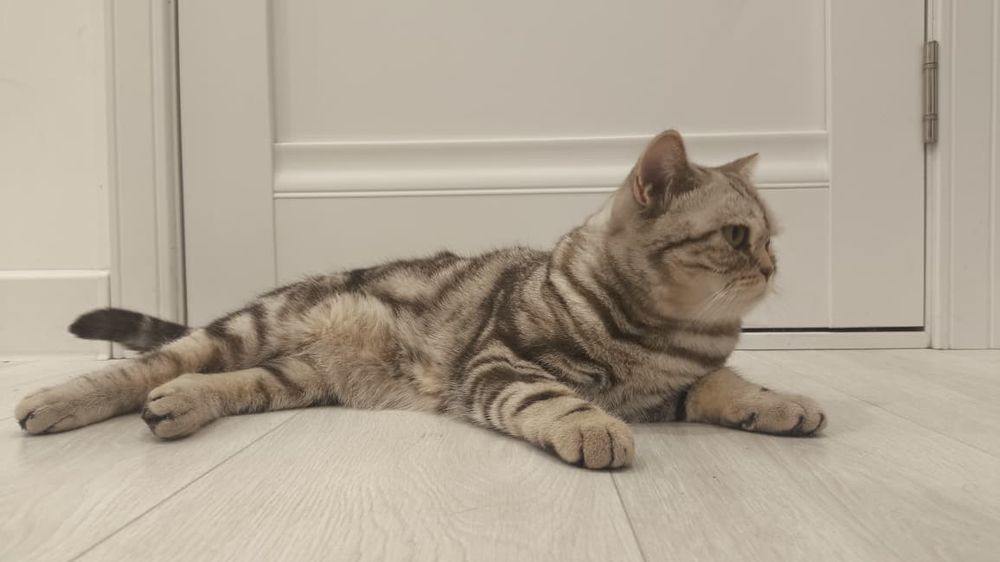 Кошка ласковая шотладнская