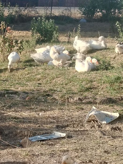 Продам. Гуси, утки пекинки, башкирки