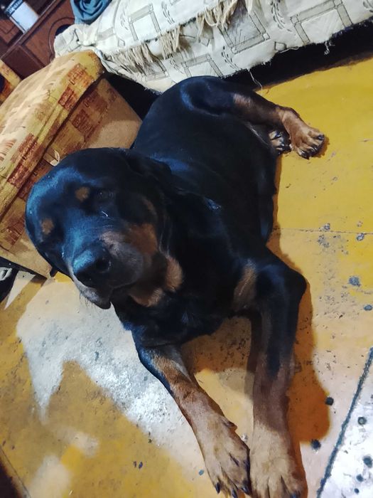 Продам щенков породистые