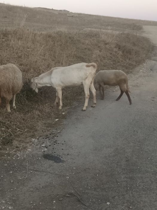 Țap ango-nubian de prăsilă
