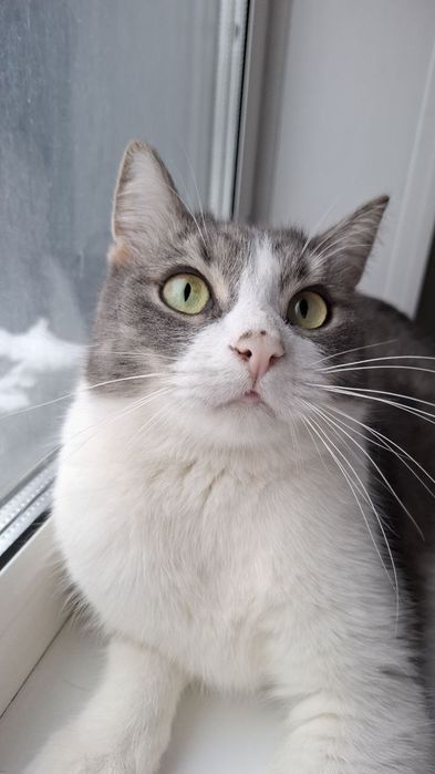 Отдам кота в добрые руки