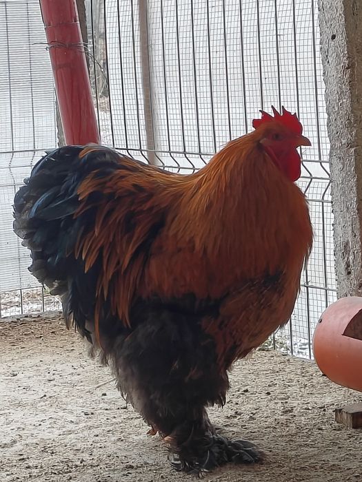 Cocoși rasă de vânzare