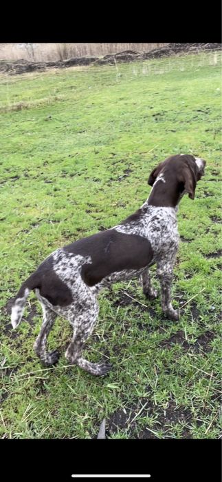 Немецкий Курцхаар