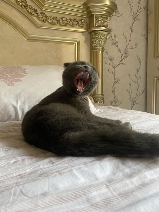 Scottish Fold  кошка