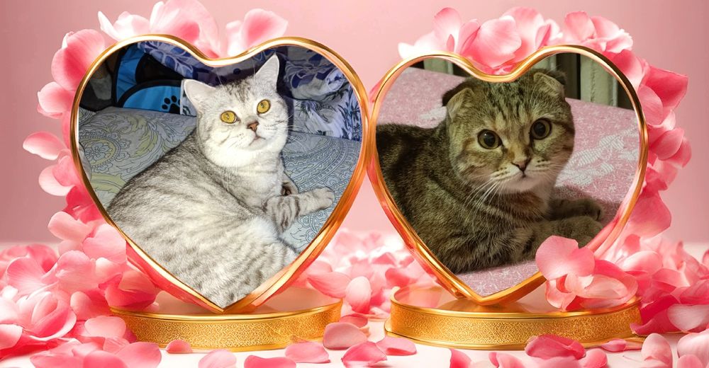 Шотландские Котята мальчик