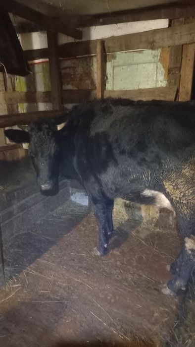 Первотёлка телята