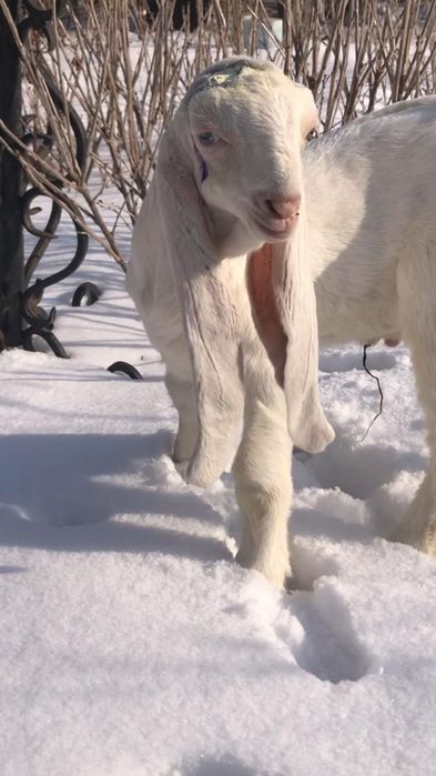 Продам козлёнка ЧП гулаби