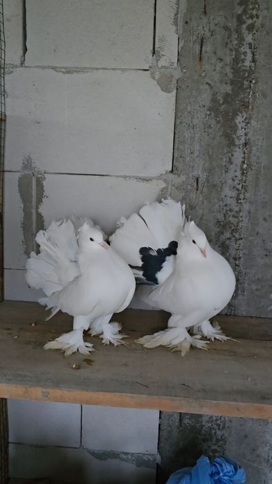 Porumbei de ornament,gulerati,indian,gusat de pomerania