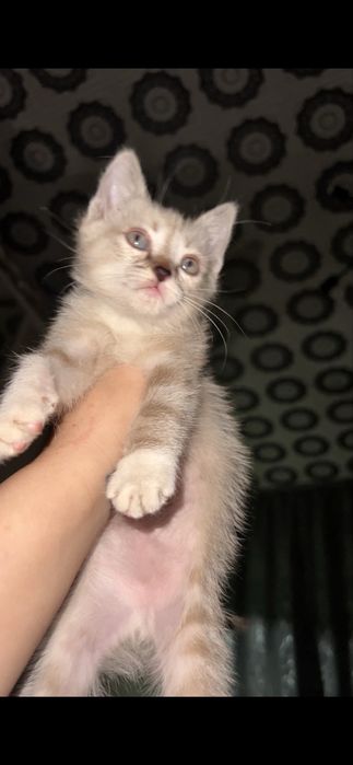 Котенок полу сиамец