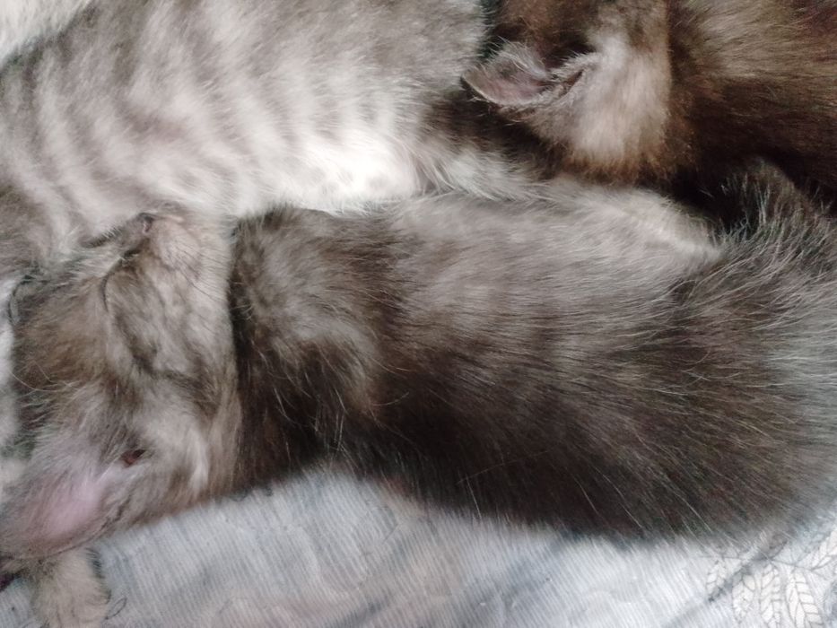 Продаем котят!!!