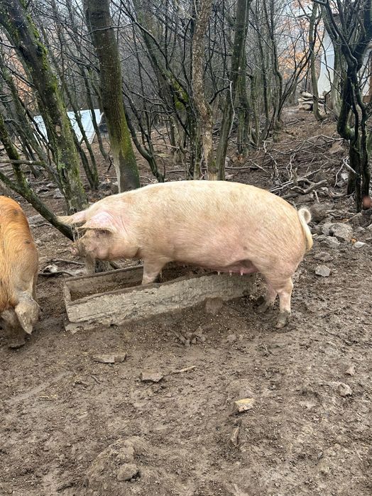 Продавам прасета