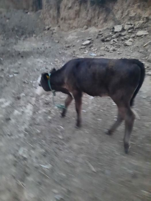 Продам тёлочку племеную