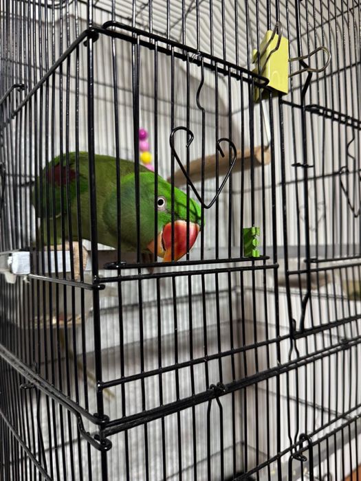 Papagal Marele Alexandru