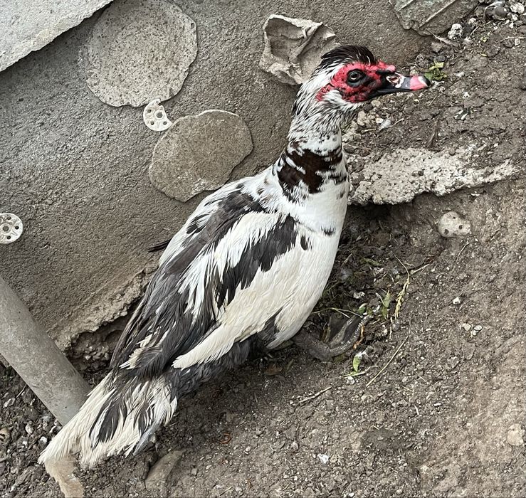 Rățoi leșesc albastru cu alb