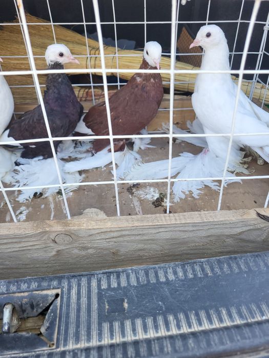 Голуби птица Персы