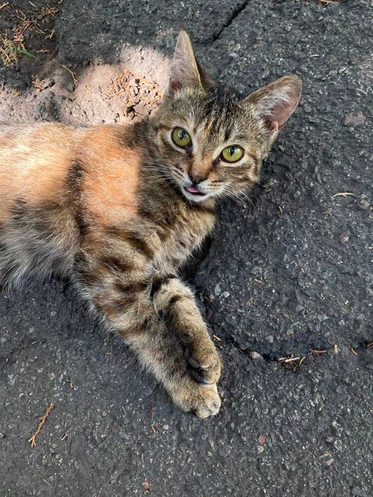 Отдам котёнка в добрые руки