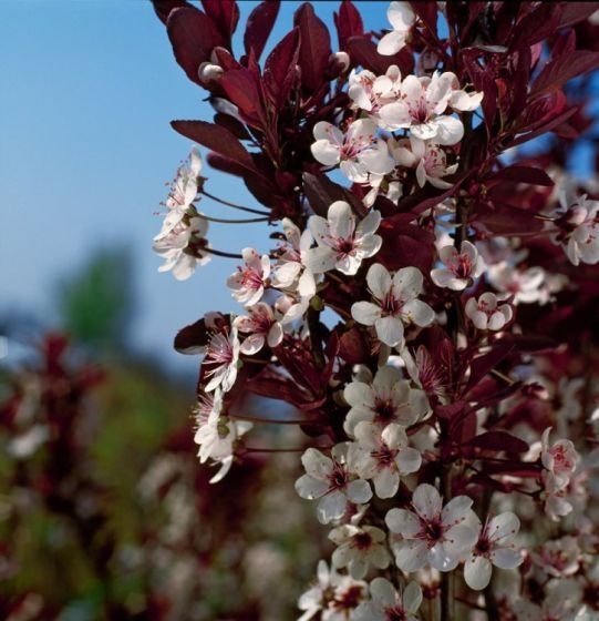 Червенолистна слива (джудже)