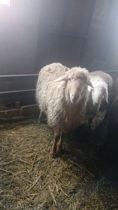 Токты кошкар барлыга бар