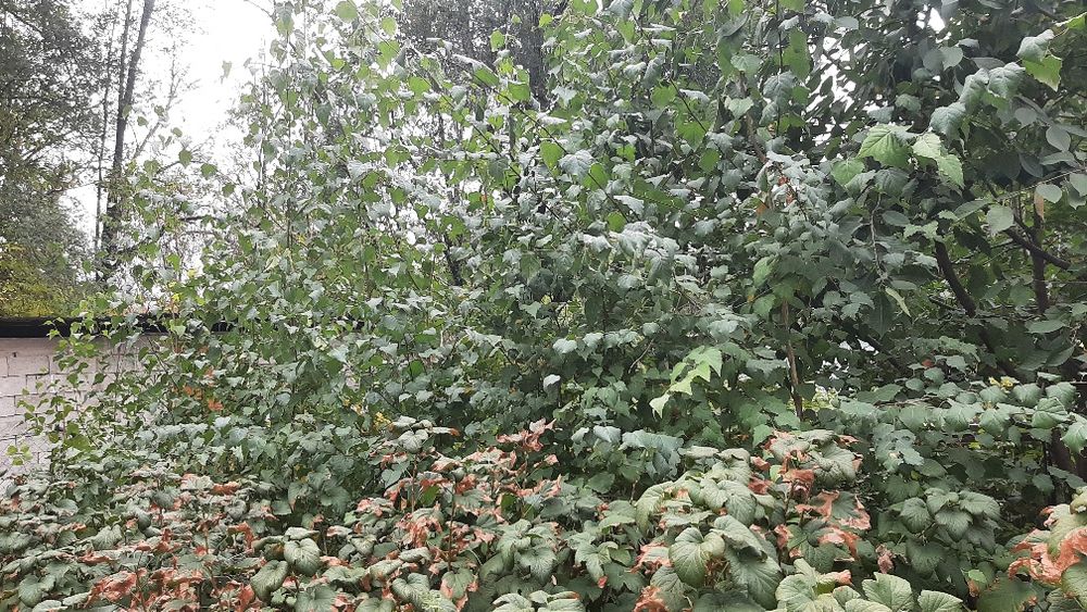 Продам саженцы березы