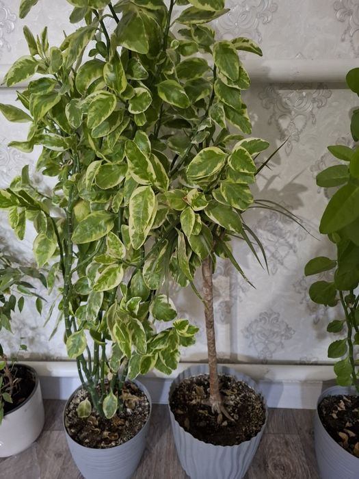 Комнатные растения