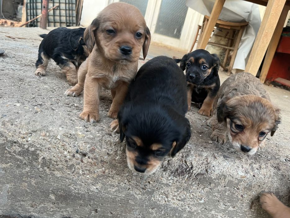 Смесени кокер шпаньоли – 6 свободни, могат да се запазят