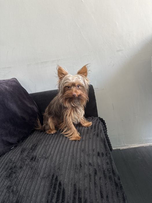 Йорки  на 11 месеца  обезпаразитен