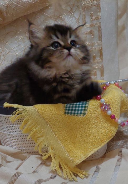 Британская шиншилла серебро и золото тиккированая!