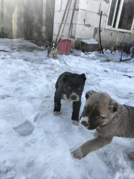 Щенки алабай суки