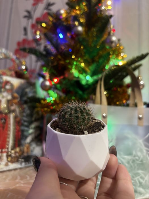 Кактус - живой подарок