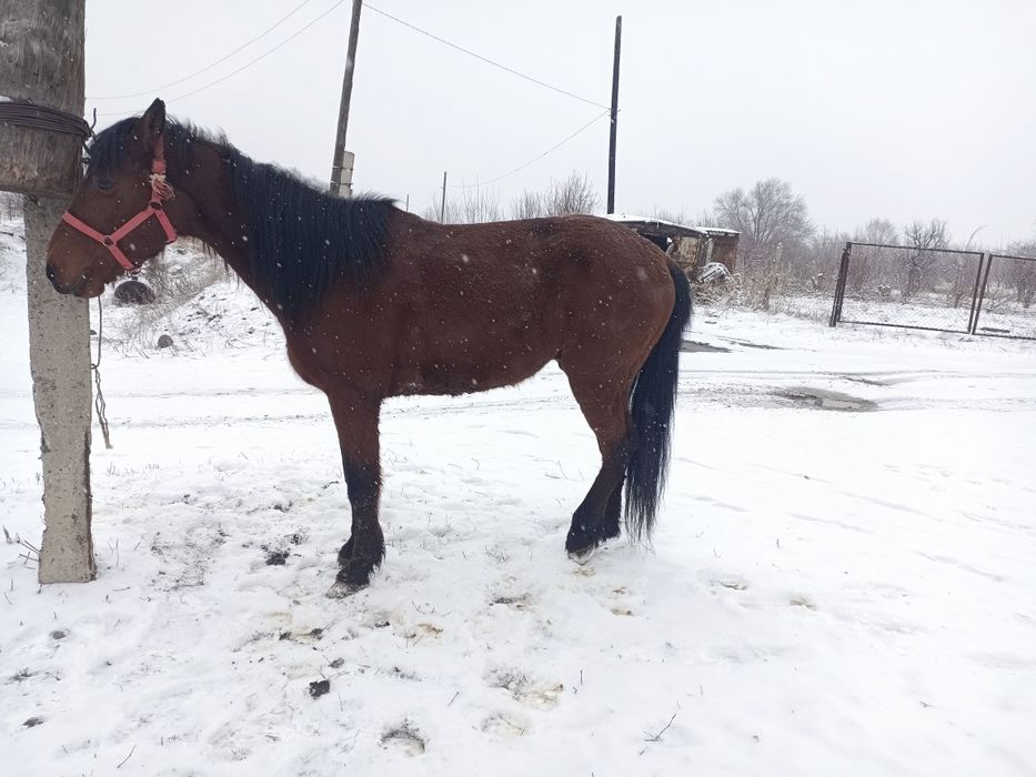 Жылкы сатылады мерин