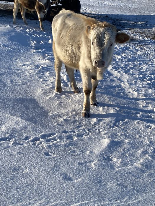 Продаются телята бычки