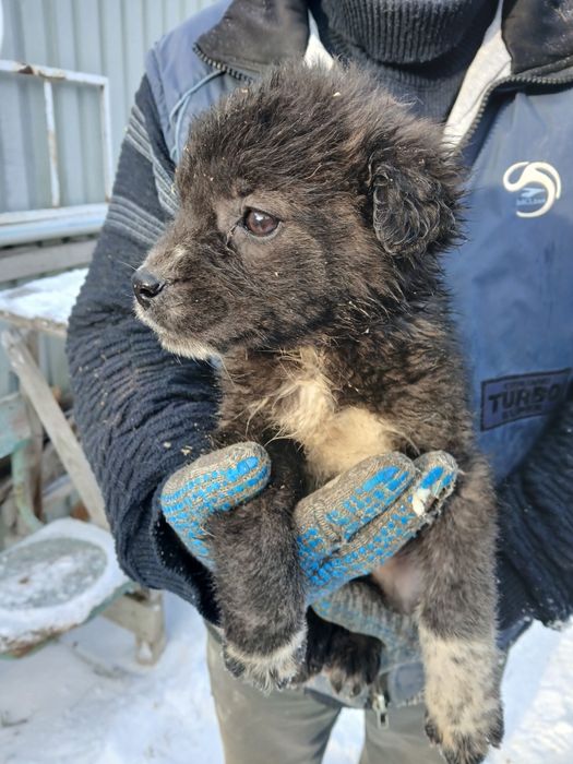 Отдадим щенков в добрые руки!!