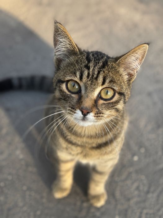 Котенок в добрые руки