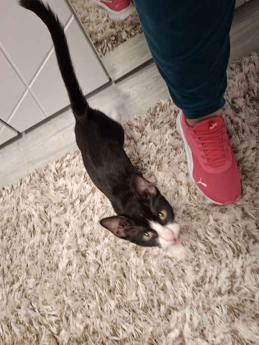 Adoptie motănel 3 luni