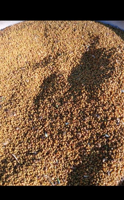 Жоңышқа тұқымы. Семена клевера