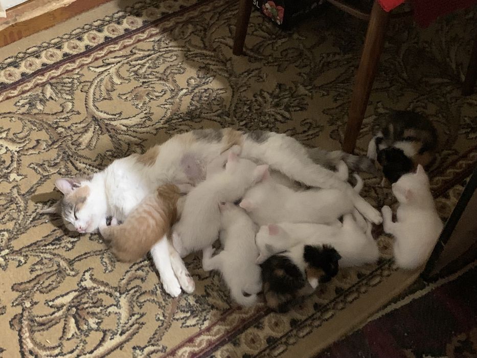 Белоснежные котята