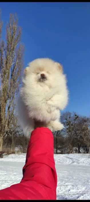 Померанский шпиц 2 девочки