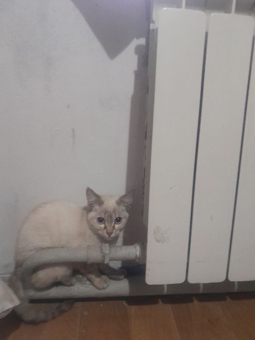 Котята 4- 5 месяцев