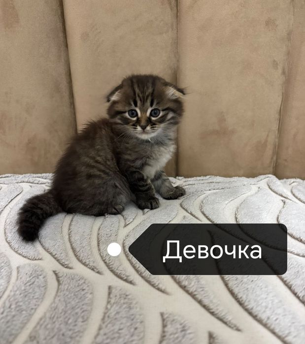Шотландская девочка