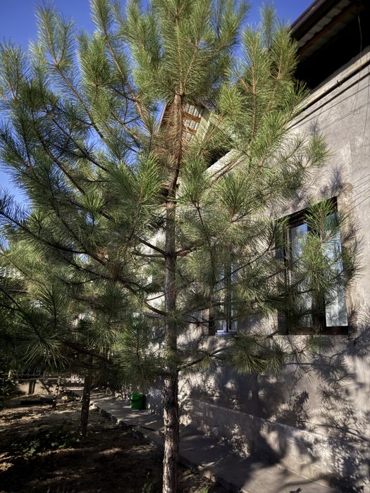 Продается дом под бизнес,первая линия 4,2 сот.фасад 18м. Миробадский р