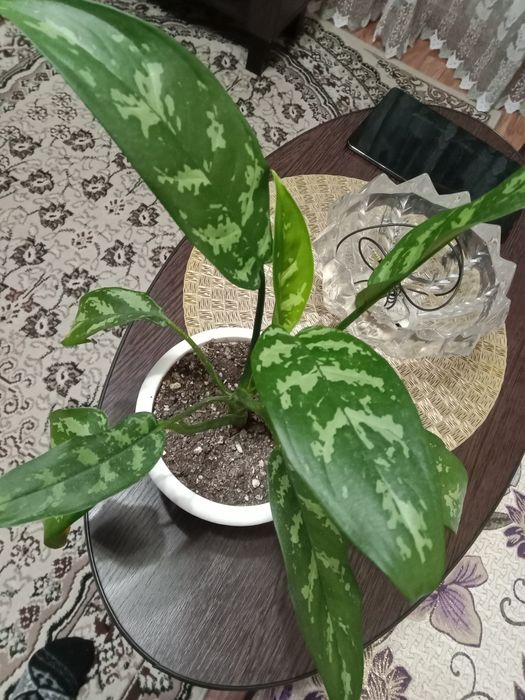 Аглаонема Мария продам